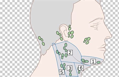 Ear Head And Neck Anatomy Diagram Lymph Node PNG, Clipart, Area, Cheek, Diagram, Ear, Face Free ...