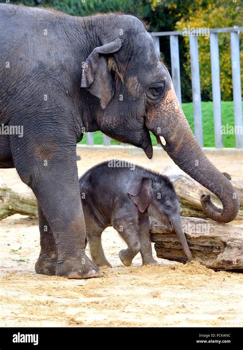 Asian elephant calf Stock Photo - Alamy