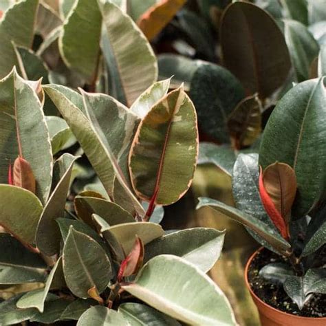 Cuidados Del Ficus El Stica Gu A Para Mantenerlo Saludable