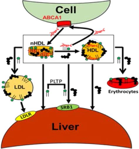 ABCA1 Derived Nascent High Density LipoproteinApolipoprotein AI And