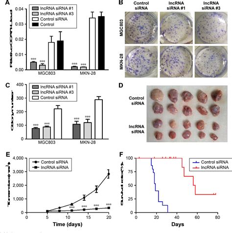 Figure From Upregulation Of Long Noncoding Rna Ccat L Promotes