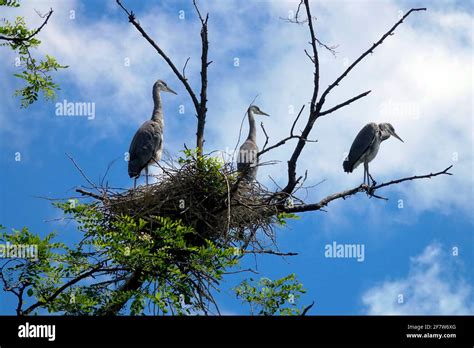 Grey heron nest hi-res stock photography and images - Alamy