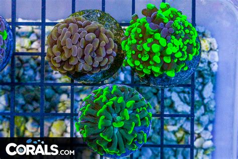 Branching Hammer Frag Pack Toxic Indo Green Indo Orange