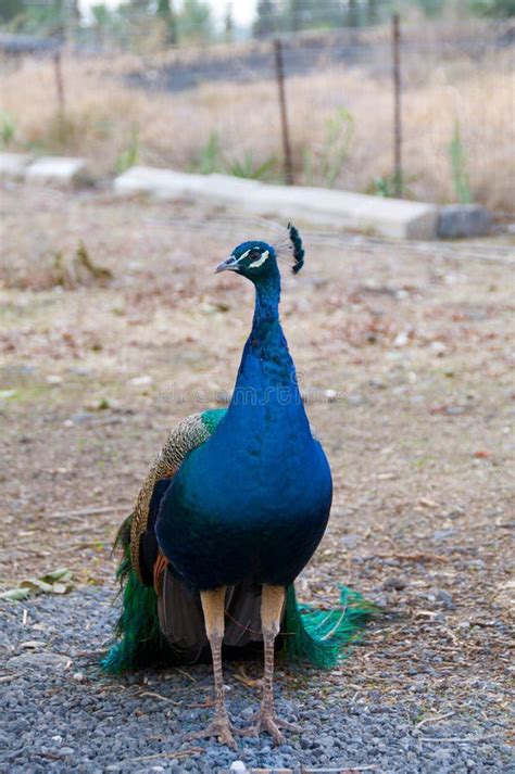 The Peacock Stock Image Image Of Peacock Bite Noble 21841201