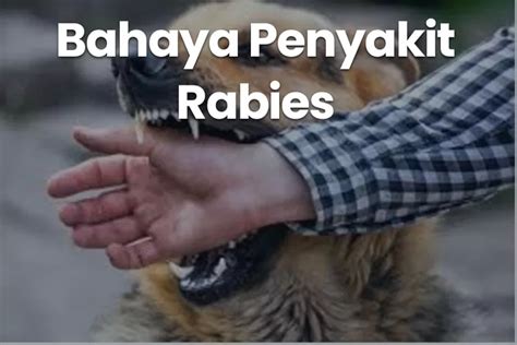 Viral Serangan Penyakit Rabies Kenali Virus Dan Bahayanya Untuk Upaya