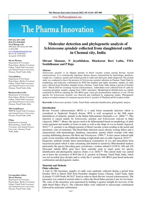 PDF Molecular Detection And Phylogenetic Analysis Of Schistosoma