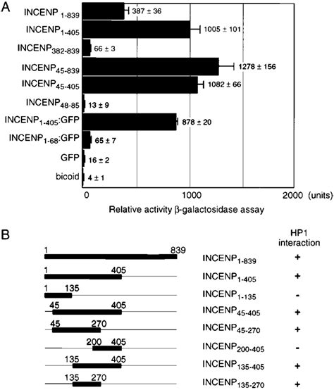 Incenp Interacts With Hp Hs In A Yeast Two Hybrid Assay Various