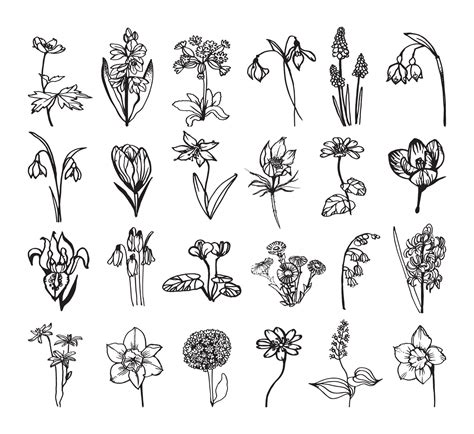 Primroses Illustrations in Art Ink Style 10560493 Vector Art at Vecteezy