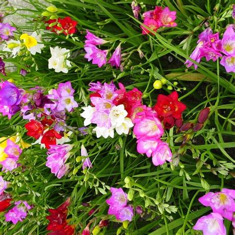 Freesia Royal Crown Freesia Hybrida Mixed Colour Fresh Seeds Ebay