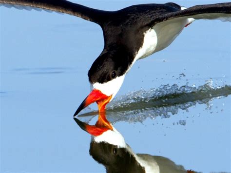 Black Skimmer – "OCEAN TREASURES" Memorial Library