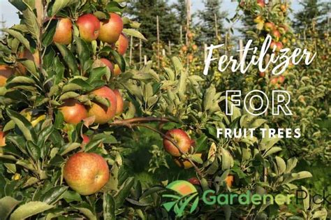 Best Fertilizer For Fruit Trees [reviews And Buying Guide]