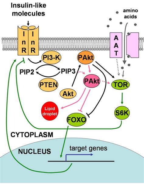 Pi3 Kinase Akt And The Insulin Signalling Cascade In Drosophila