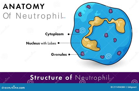 The Structure Of The Neutrophil. Vector Illustration | CartoonDealer ...