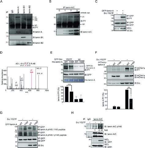 Src Directly Phosphorylates Lamin A At Tyr45 A HeLa Cells Were Lysed