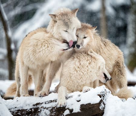 Arctic Wolves Pack In Wildlife Winter Forest Stock Photo - Download ...