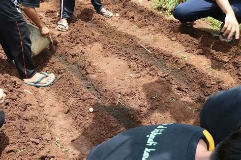 Gambar 4 Penyiapan Lahan Dengan Membuar Alur A Pemberian Pupuk