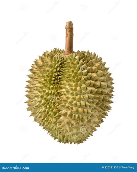 Ripe Durian Fruit With Cracked Spiky Skin On A Green Blurred Garden