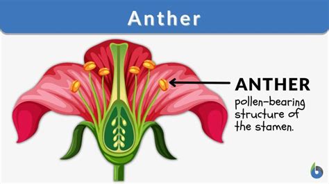 Anther Definition And Examples Biology Online Dictionary