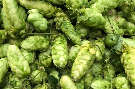 What Are Hops In Beer Different Types Of Hops