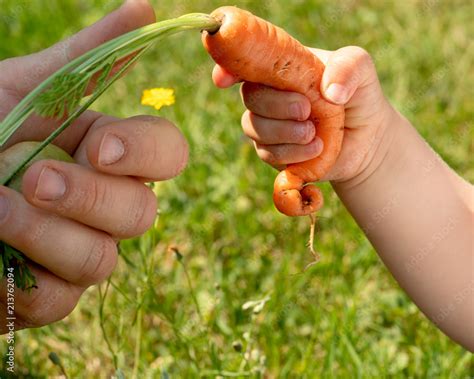 Foto De Kinderhand Greift Nach Einer Frischen M Hre Aus Der Hand Eines