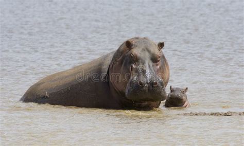 Hippo mom with a baby stock photo. Image of mammal, wildlife - 14303928