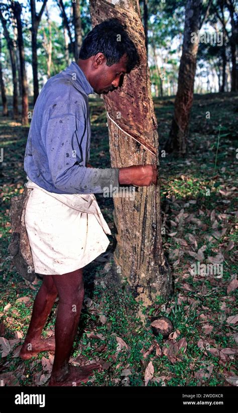 Rubber Tapper Tapping The Tree For Latex In Sri Lanka Stock Photo Alamy