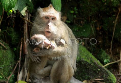 Monyet Ekor Panjang Antara Foto