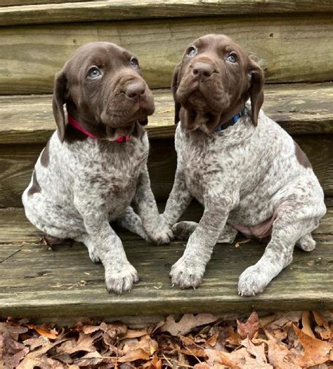 GERMAN SHORTHAIRED POINTER PUPPIES FOR SALE