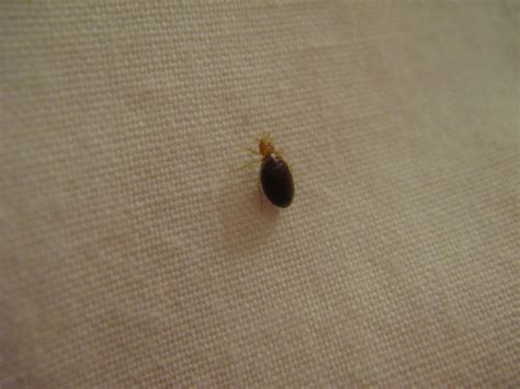 Bed Bug Eggs On Sheets