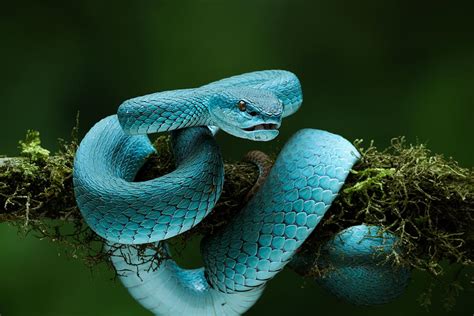 Blue Trimeresurus Insularis Photograph by Agus Adriana - Pixels