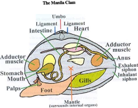 Clam Internal Anatomy Diagram