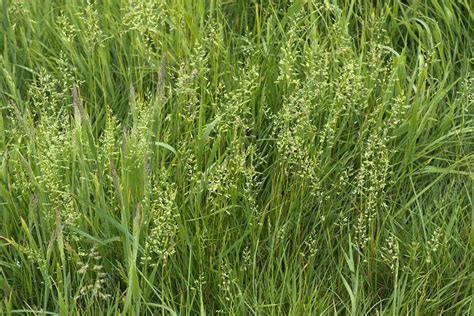 Smooth Meadow Grass Stock Image C043 9161 Science Photo Library