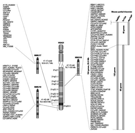 Chromosome 21 and involved genes in Down syndrome | Download Scientific ...