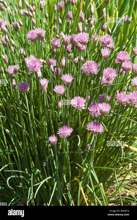 Allium Schoenoprasum Rosa Bloossom Alliaceae Asia Rosa Viola