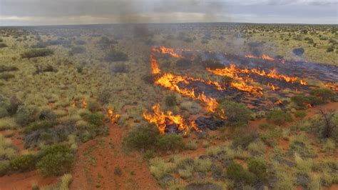 Aboriginal Hunters Fires Help Restore An Australian Desert The New