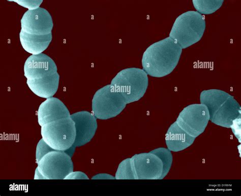 Sem Streptococcus Thermophilus Fotograf A De Stock Alamy