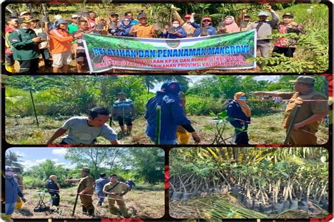 Dislutkan Prov Kalteng Mengadakan Pelatihan Dan Penanaman Mangrove Di