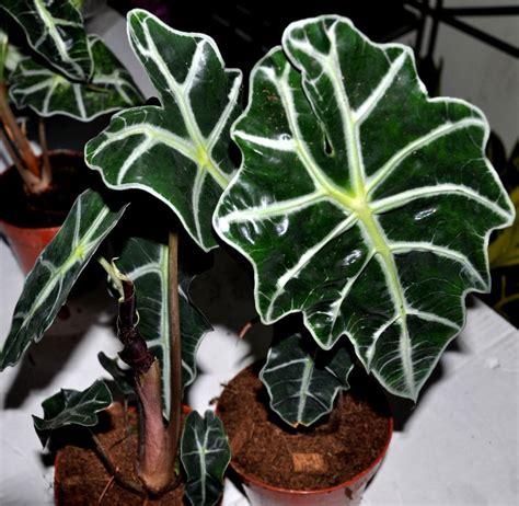 Todo Lo Que Debes Saber Sobre La Alocasia Amazonica