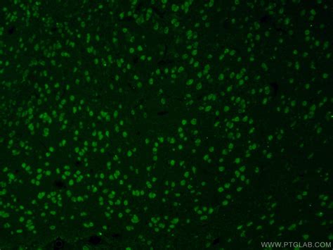 NeuN Antibody 26975-1-AP | Proteintech