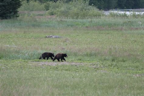 Glacier Bay bear cub diagnosed with bird flu in rare case | Juneau Empire