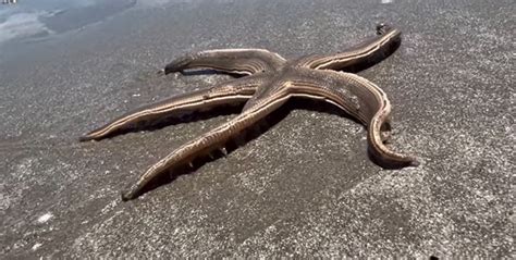 ‘that Sucker Is Huge Starfish Thats ‘kind Of Creepy Washes Up In