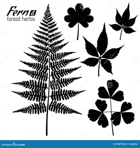 Fern Branch, Oxalis Leaf, Wild Grape Leaves Stock Vector - Illustration
