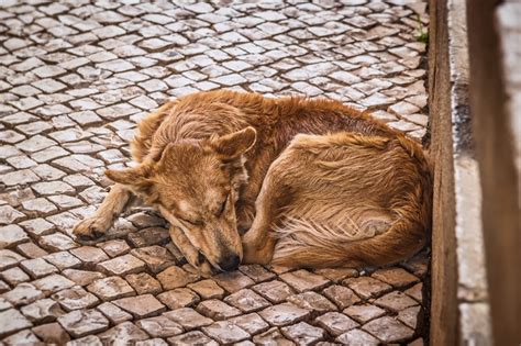 Il Frappe Son Chien En Pleine Rue La Fondation Assistance Aux Animaux