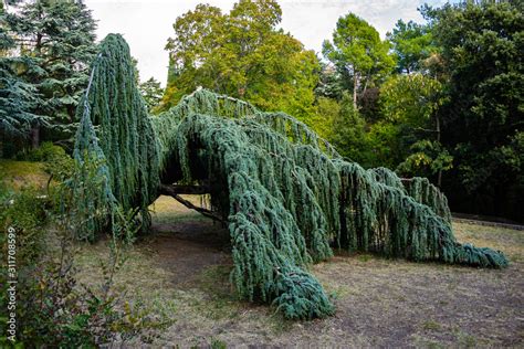 Majestic Weeping Blue Atlas Cedar Cedrus Atlantica Glauca Pendula In