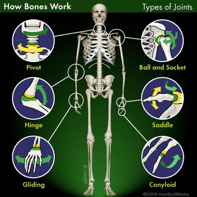 Biology: Types of Joints