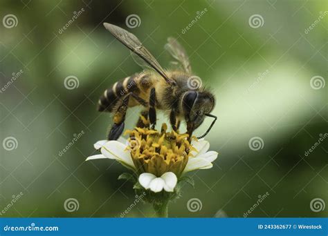 Honey Bee Macro Photography Stock Image - Image of honey, bangladesh: 243362677