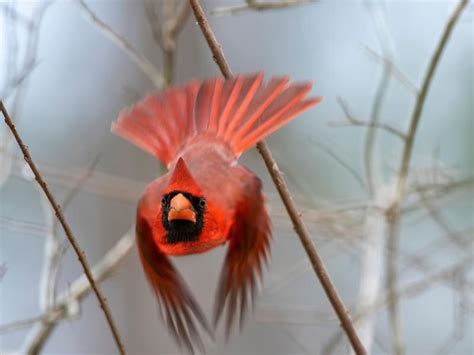 Northern Cardinal Symbolism A Complete Guide Birdfact