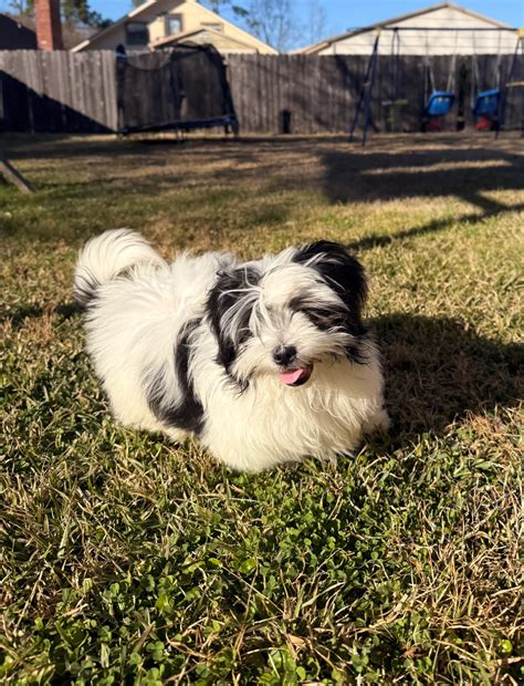 Affectionate and outgoing Shih Tzu Puppy for Sale | Baton Rouge