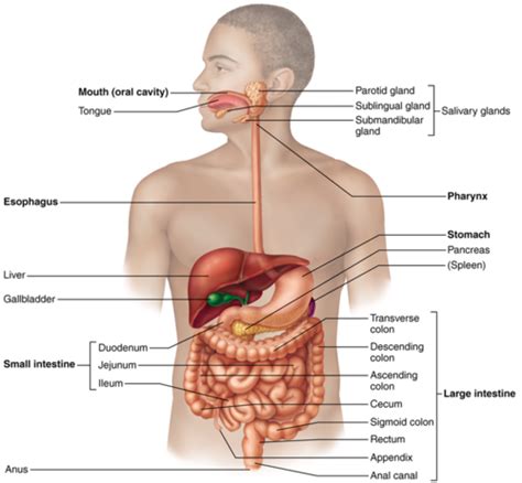 Chapter 14 Digestive System Exam 4 Flashcards Quizlet