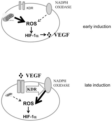 Early Induction Of Hif 1α Mediated By Mitochondrial Ros And Late Download Scientific Diagram